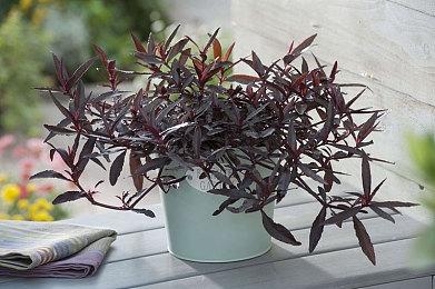 史上最闹高尔夫 《马里奥高尔夫：超级冲刺》新预告