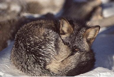 新纪录！Steam同时在线人数突破3900万